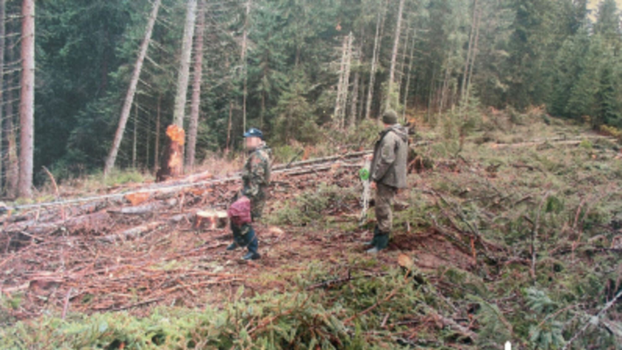 Убытки на 7 млн грн: На Буковине должностного лица будут судить за незаконную вырубку деревьев