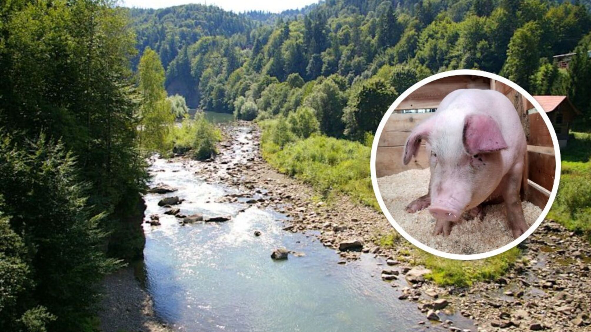 В Черновцах на берегу Прута обнаружили свалку зараженных африканской чумой свиней