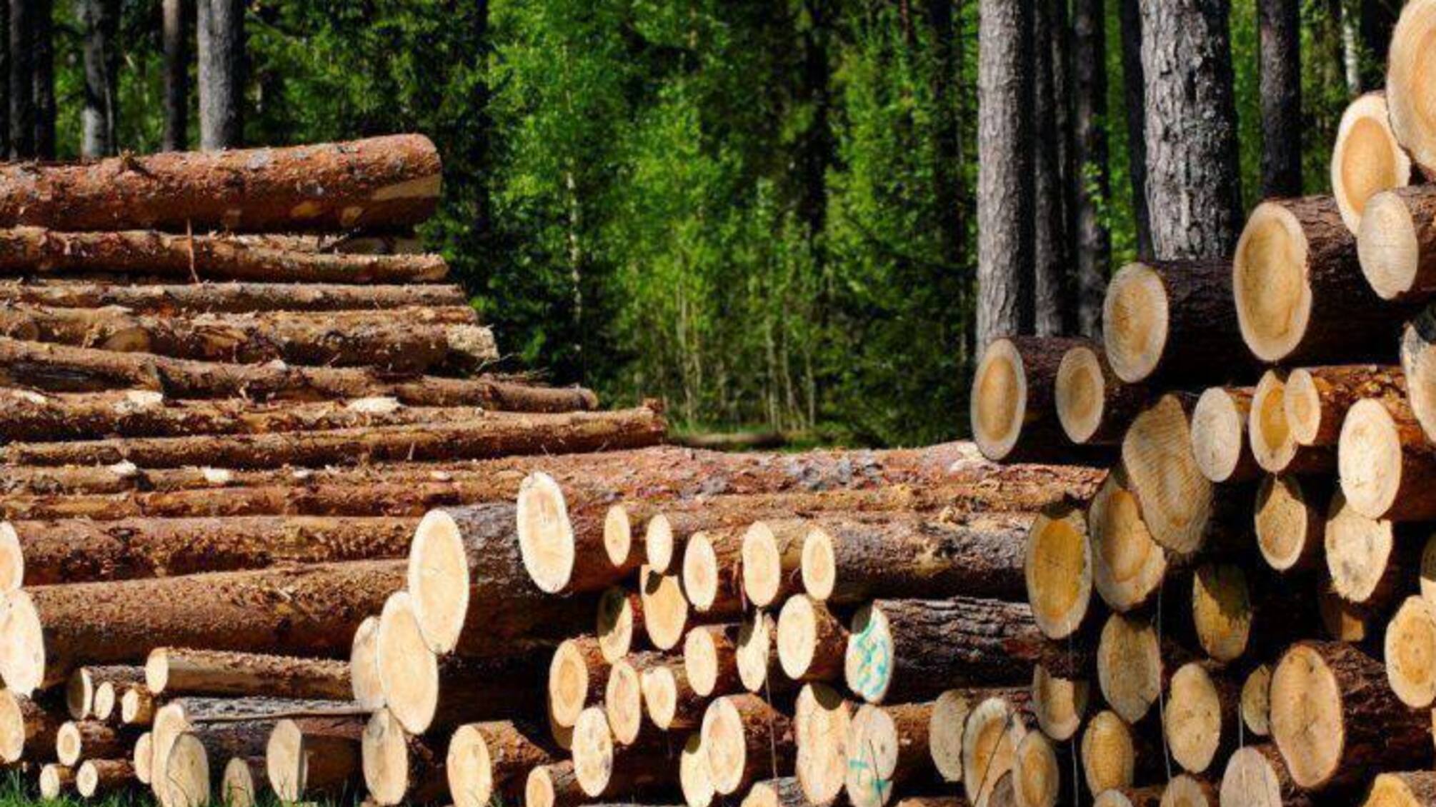 Во время аудита 'Северной пущи' обнаружены убытки и нарушения на 264 млн грн