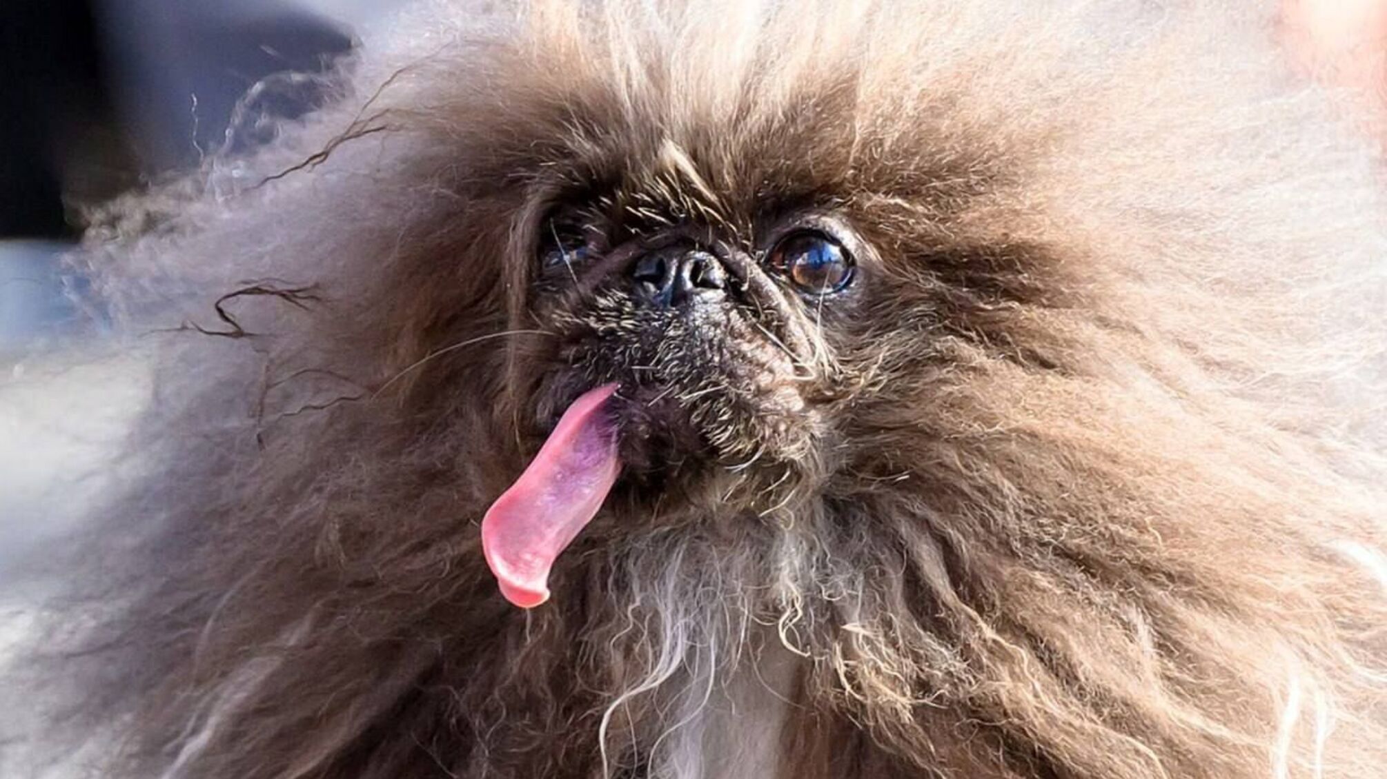 Пекинес без зубов стал победителем конкурса 'Самая безобразная собака мира'