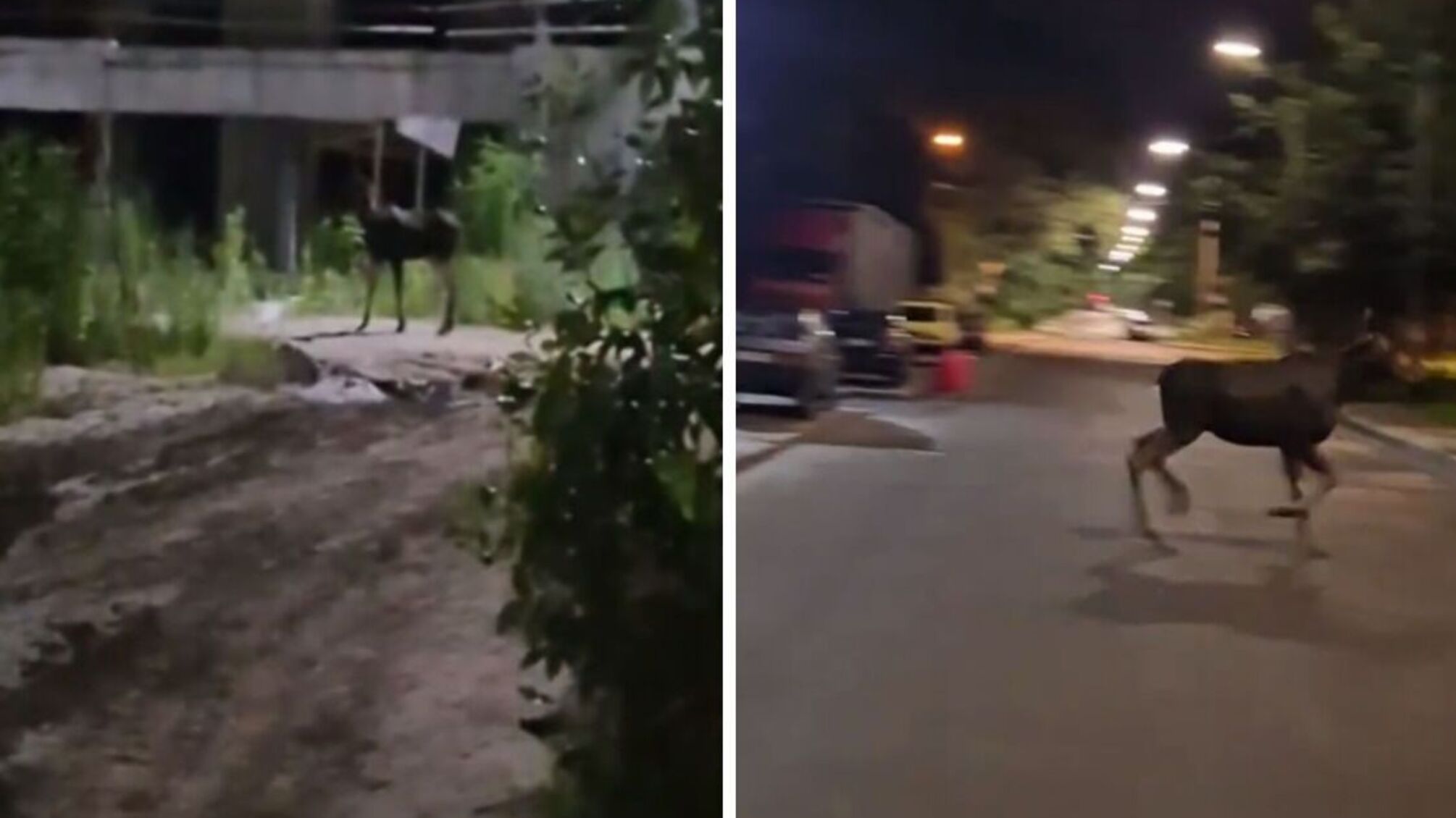 Лоси в ловушке: на строительстве в Киеве ночью спасали животных (видео)