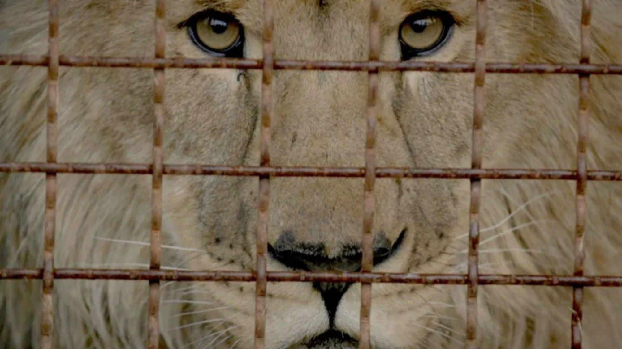 На кинофестивале в Нью-Йорке покажут документальный фильм о спасении животных из экопарка в Харькове