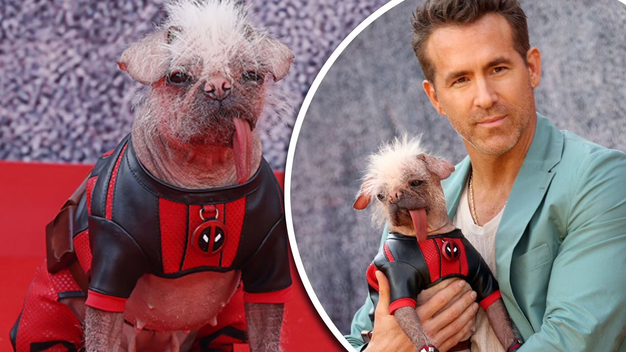 Найпотворніша собака Великої Британії вийшла на червону доріжку в костюмі з фільму 'Дедпул і Росомаха'