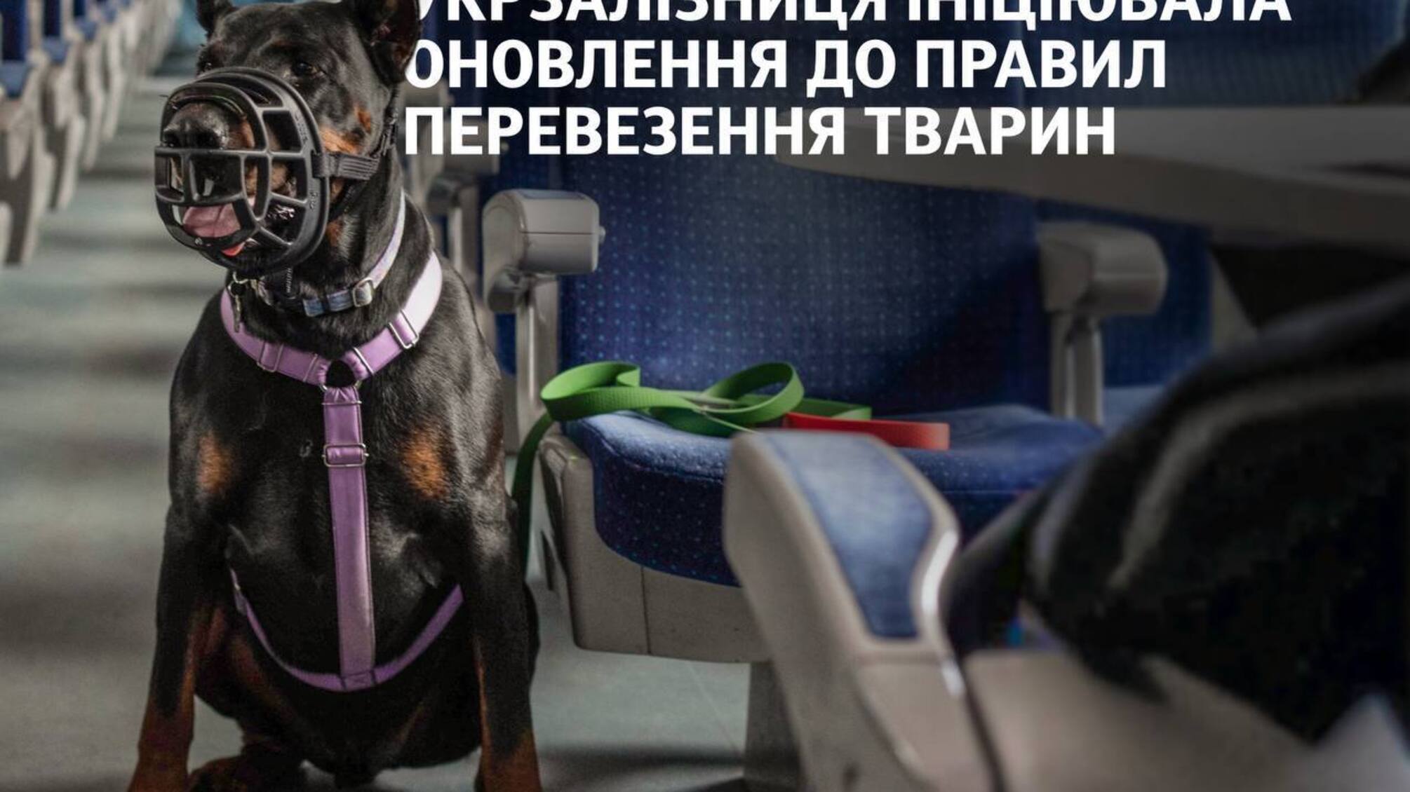 Укрзализныця обновляет правила перевозки животных: детали
