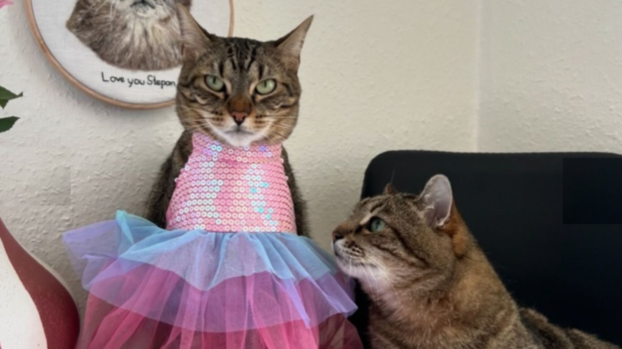 Кот Степан и Стефания празднуют два года вместе