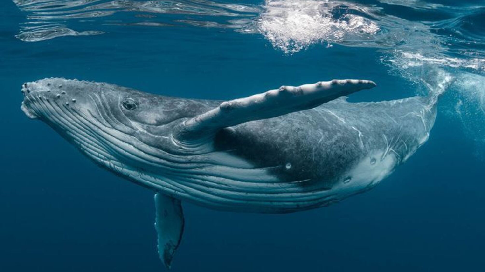 Всемирный день китов и дельфинов