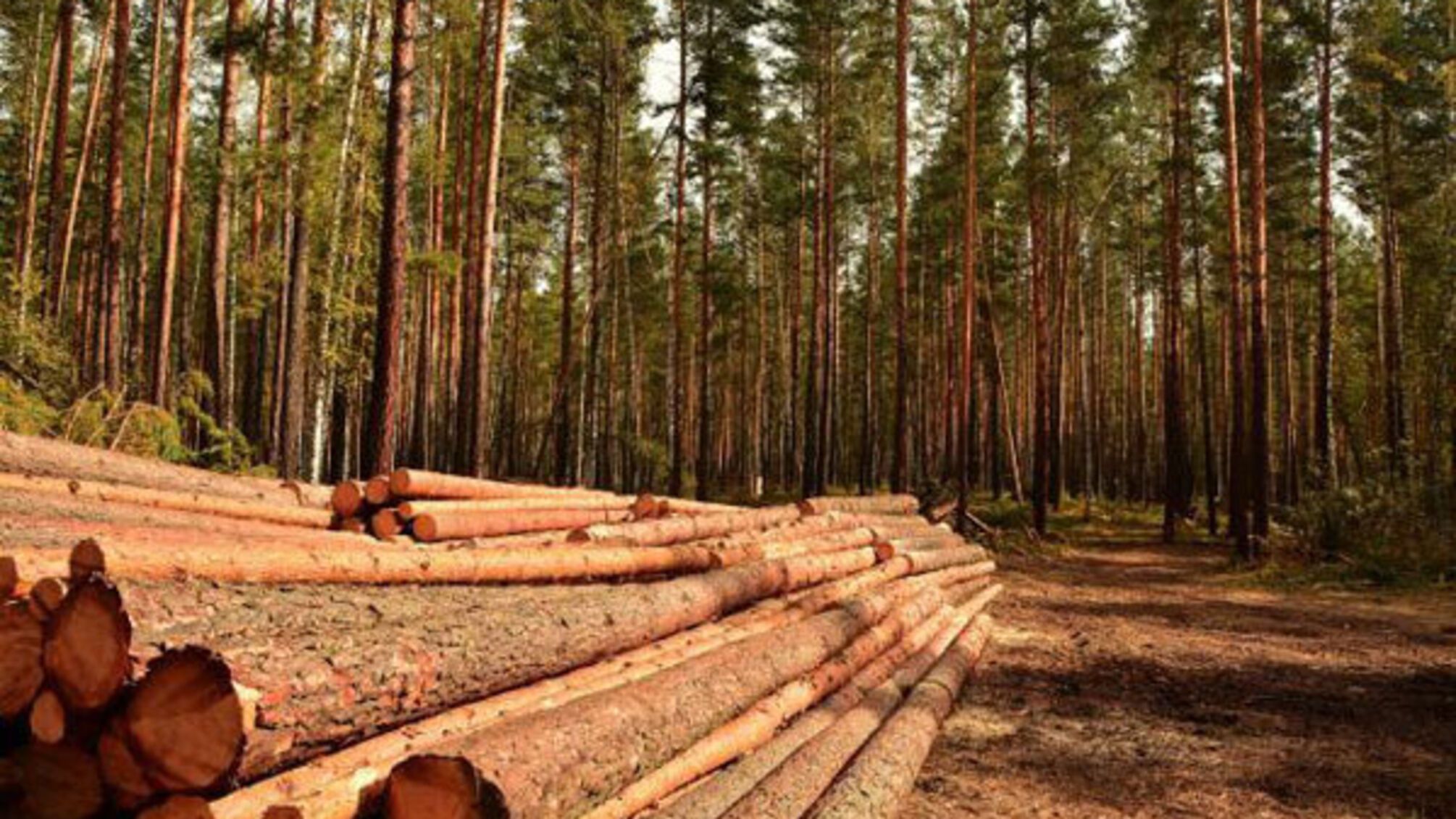 На Закарпатті судитимуть посадовців лісової галузі за збитки довкіллю 