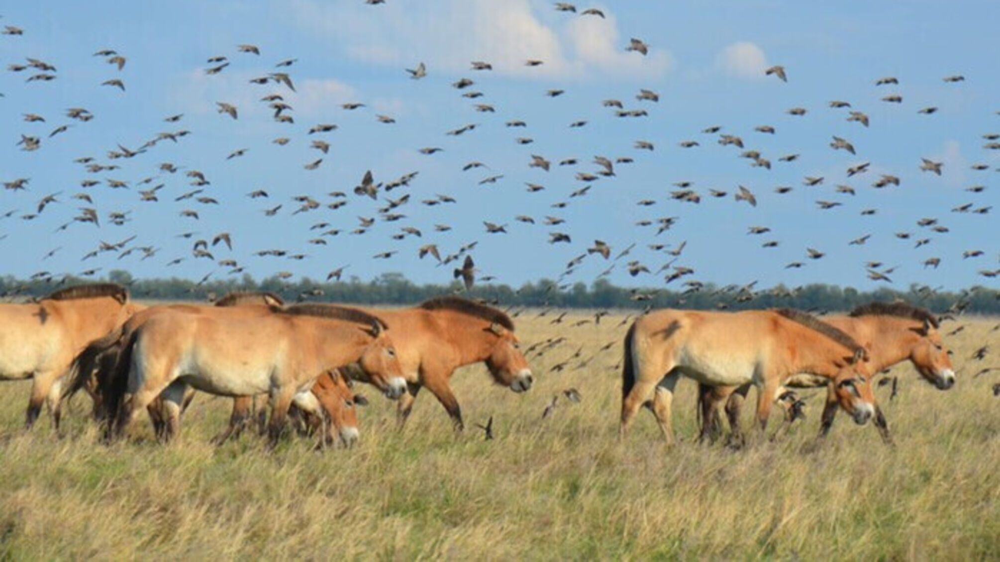 Заповідник 'Асканія-Нова' припинив існування через окупацію росіянами