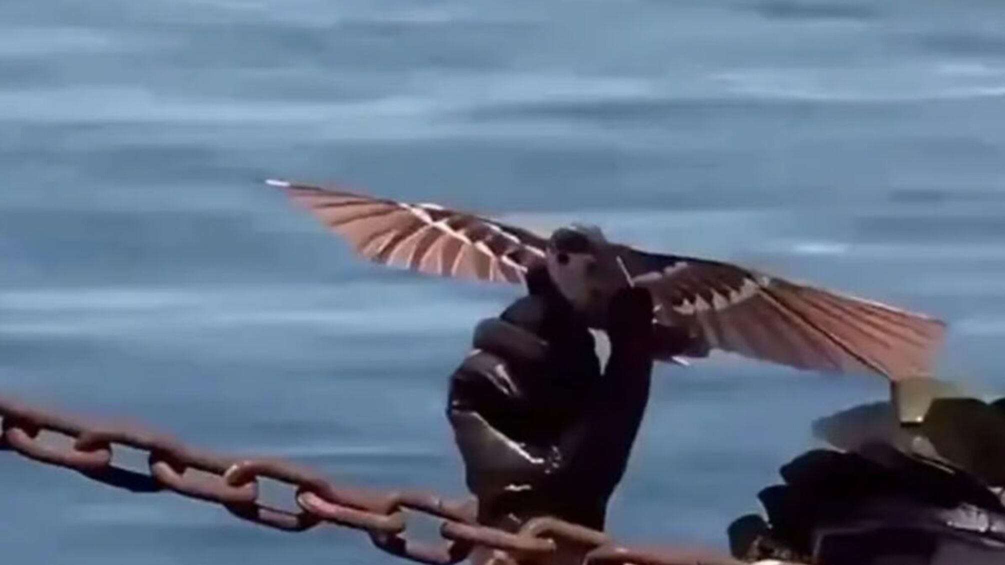 'Маленький сокол': новый бионический дрон из Китая способен маскироваться под живую птицу