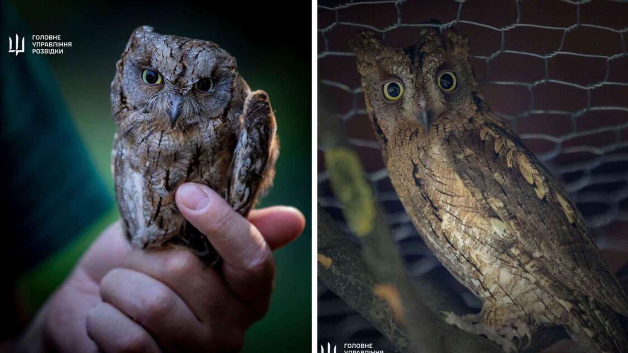 Арей і Магура знайшли новий дім в авіарії Київського зоопарку