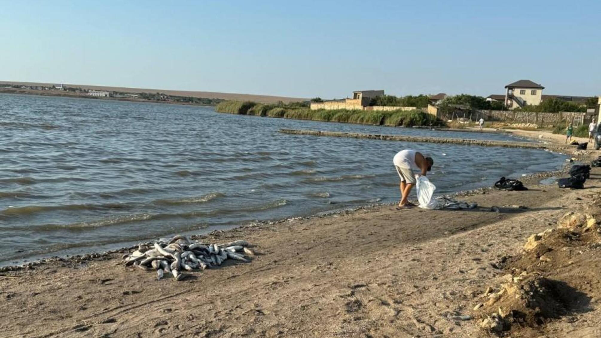 Жара в Крыму: массовый мор рыбы из-за пересыхания водоемов и низкого уровня кислорода