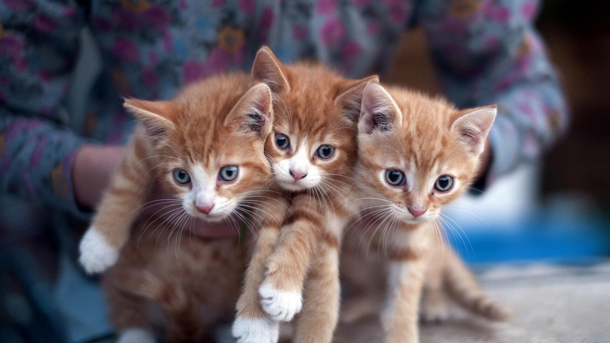 Як наші улюбленці страждають від війни: зворушливі історії порятунку