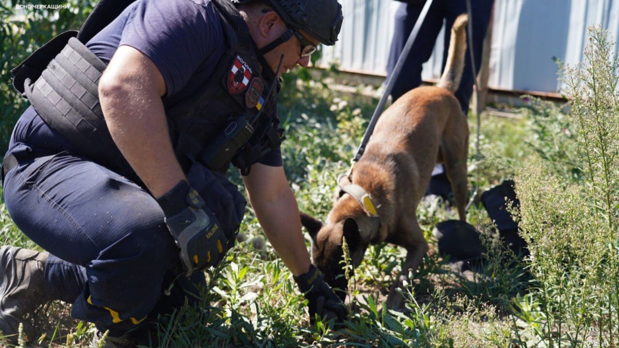 Натренированные собаки помогают спасателям искать взрывчатку