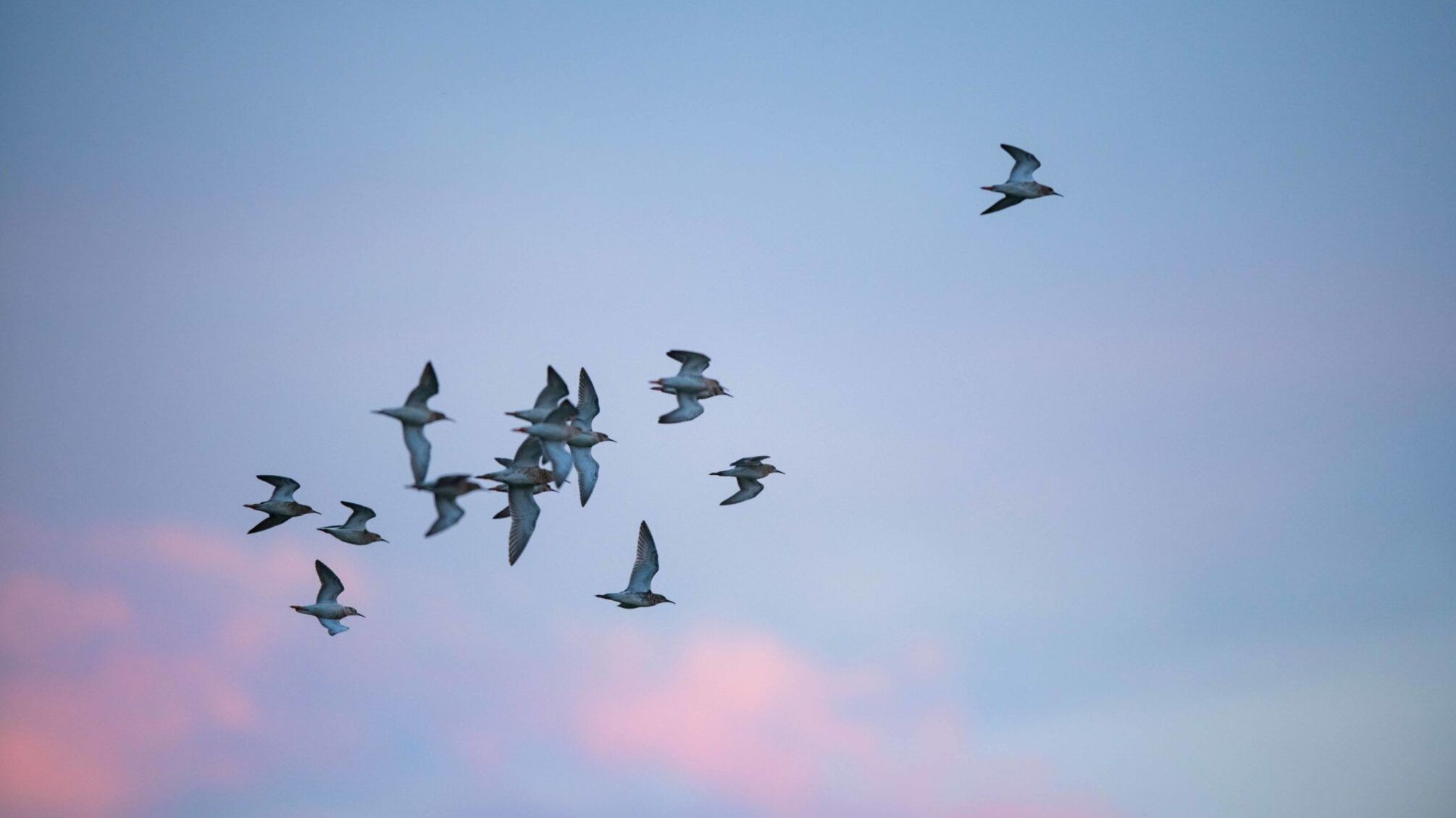 Литва подняла истребители НАТО из-за птиц