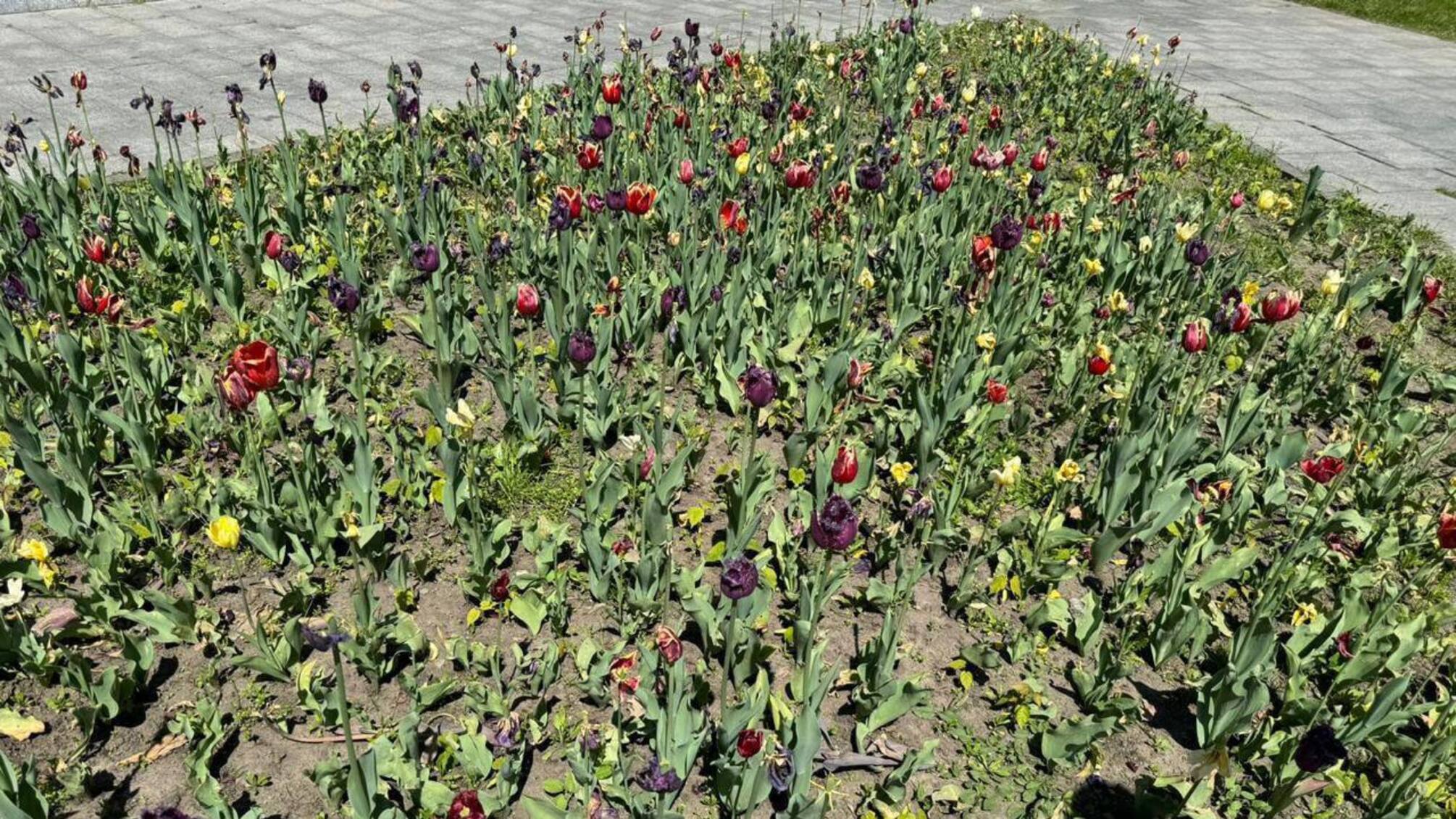 Столичный чиновник обвиняется в завышении цены на луковиц тюльпанов