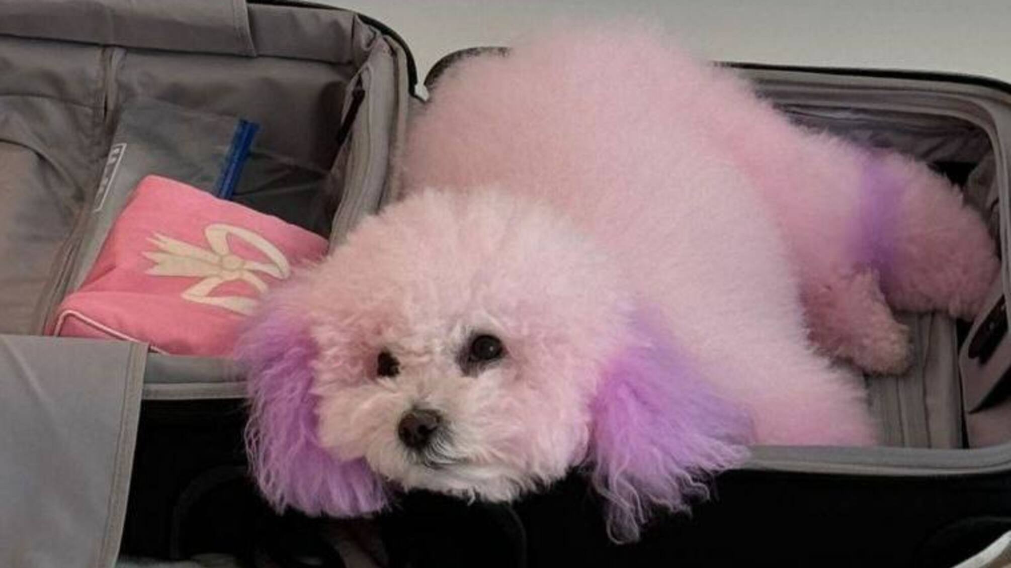 Разноцветные эксперименты на собачке Бруклина Бекхэма