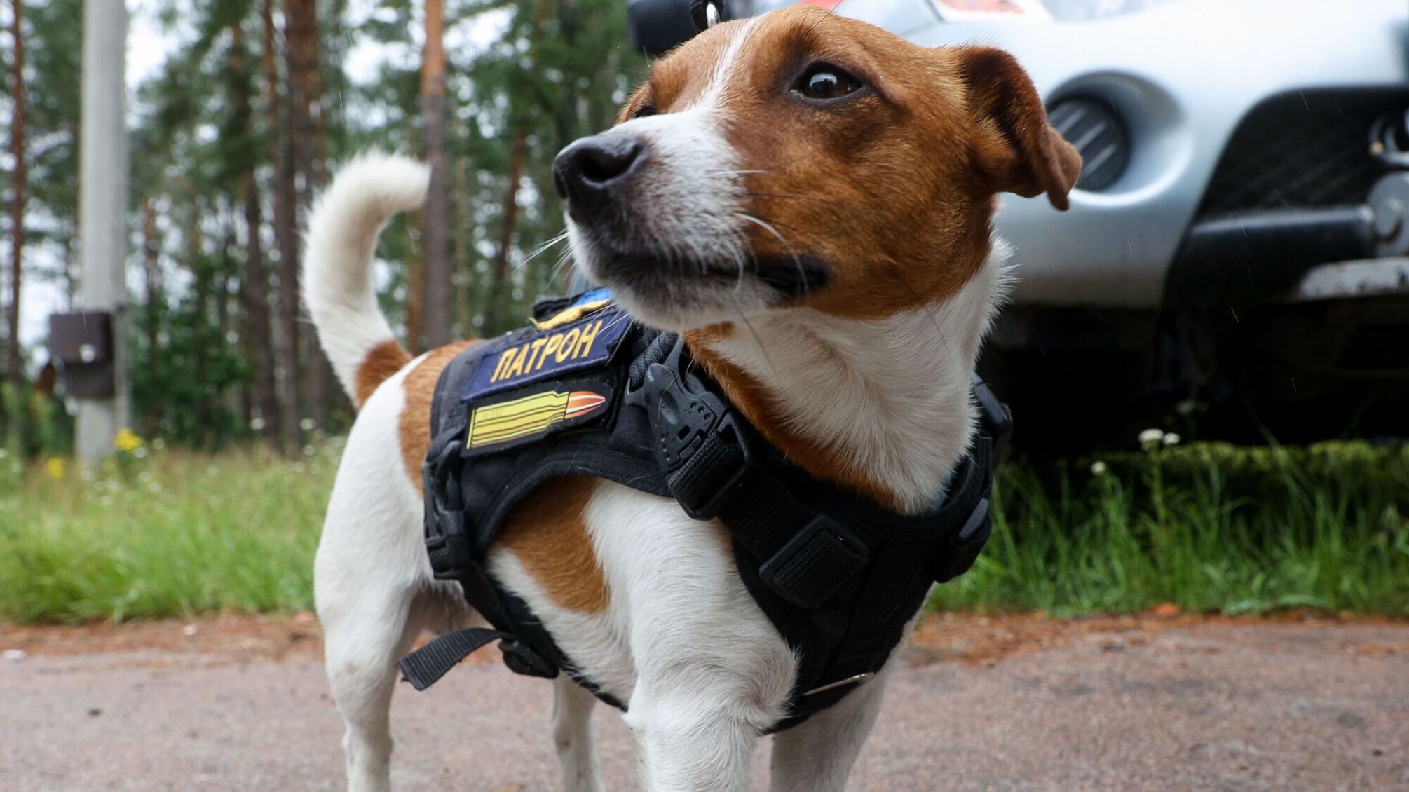 Пес Патрон обратился к людям с поддержкой в День борьбы с депрессией