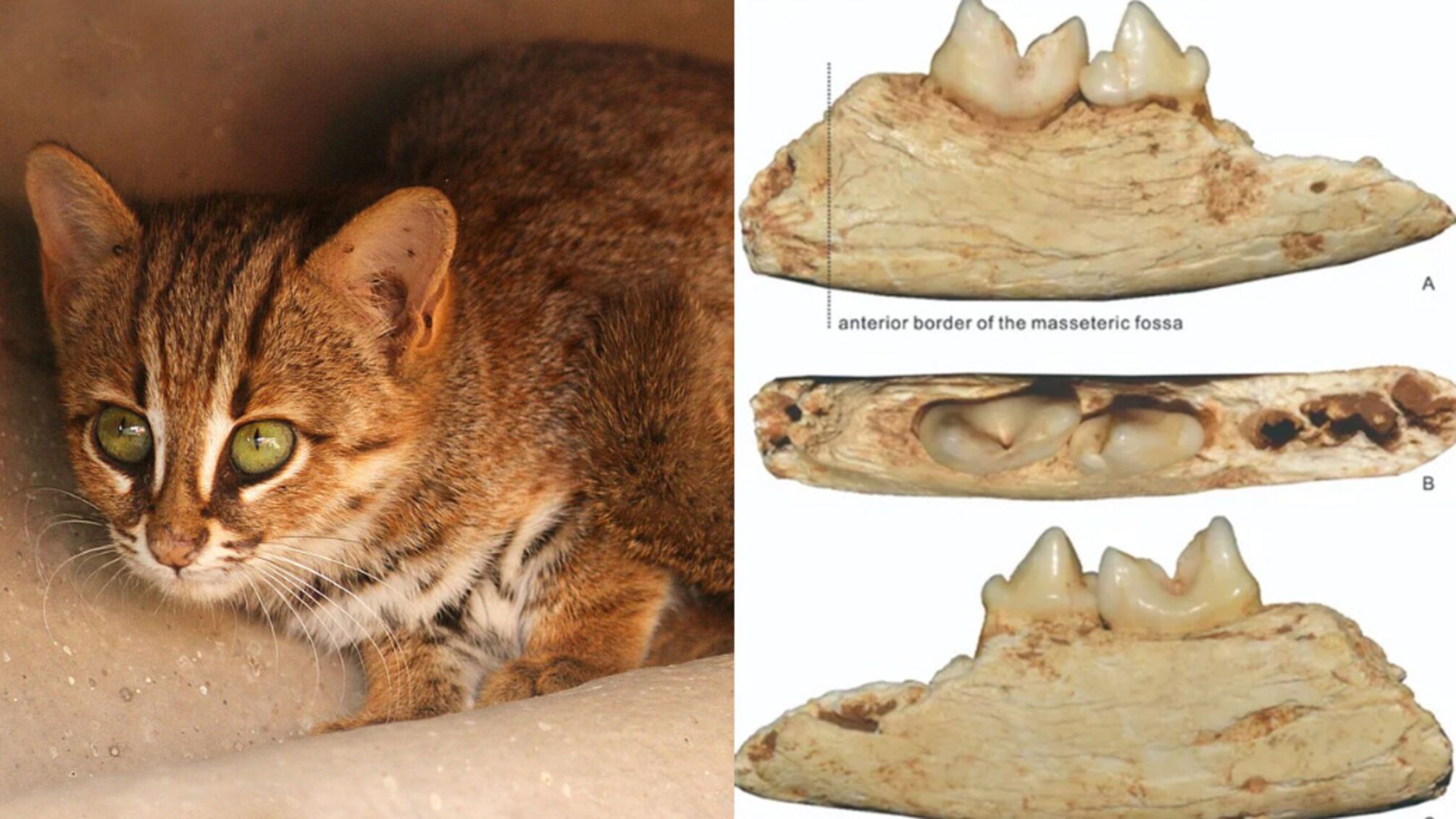 Китайские учёные обнаружили самого маленького кота в мире возрастом 300 тысяч лет