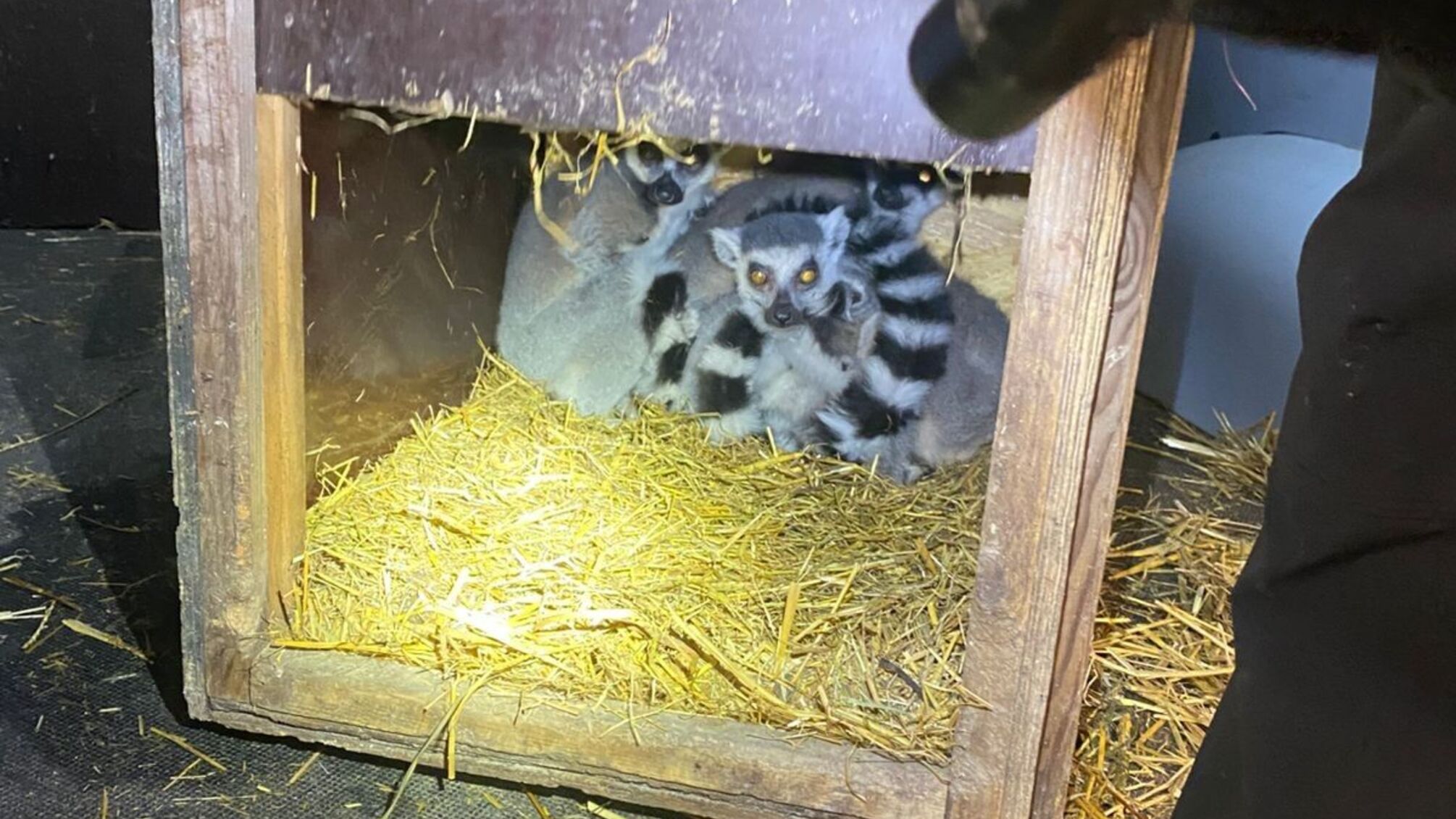 На границе задержан гражданин Польши, пытавшийся вывезти лемуров и птиц