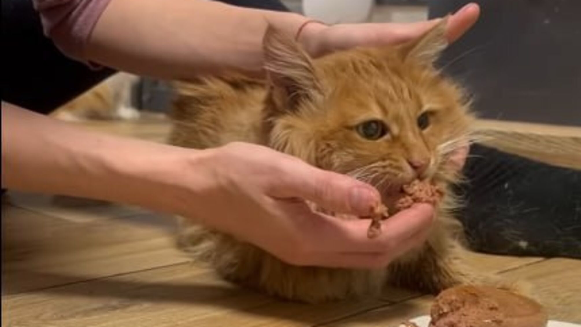 В Киеве спасли кота, шесть дней находившегося без еды и воды