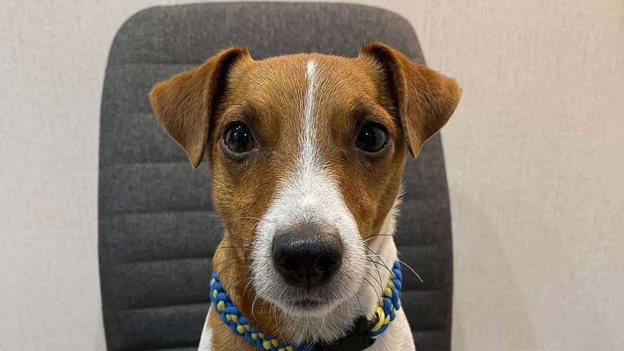 Пес Патрон про свою маму в день її народження