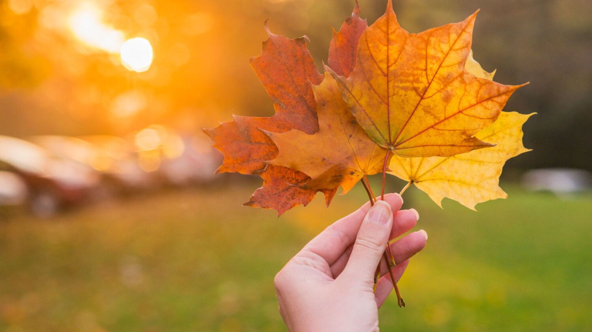 Погода, приметы и традиции 2 октября: что знать