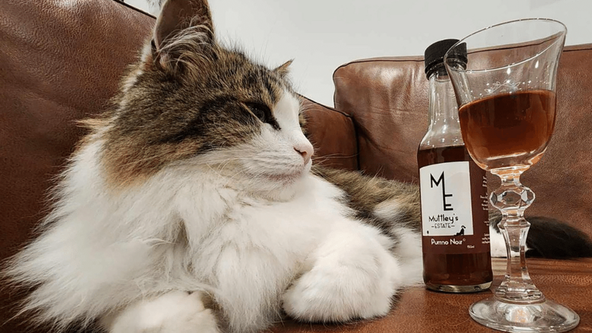 У Новій Зеландії створили 'вино' для котів і собак