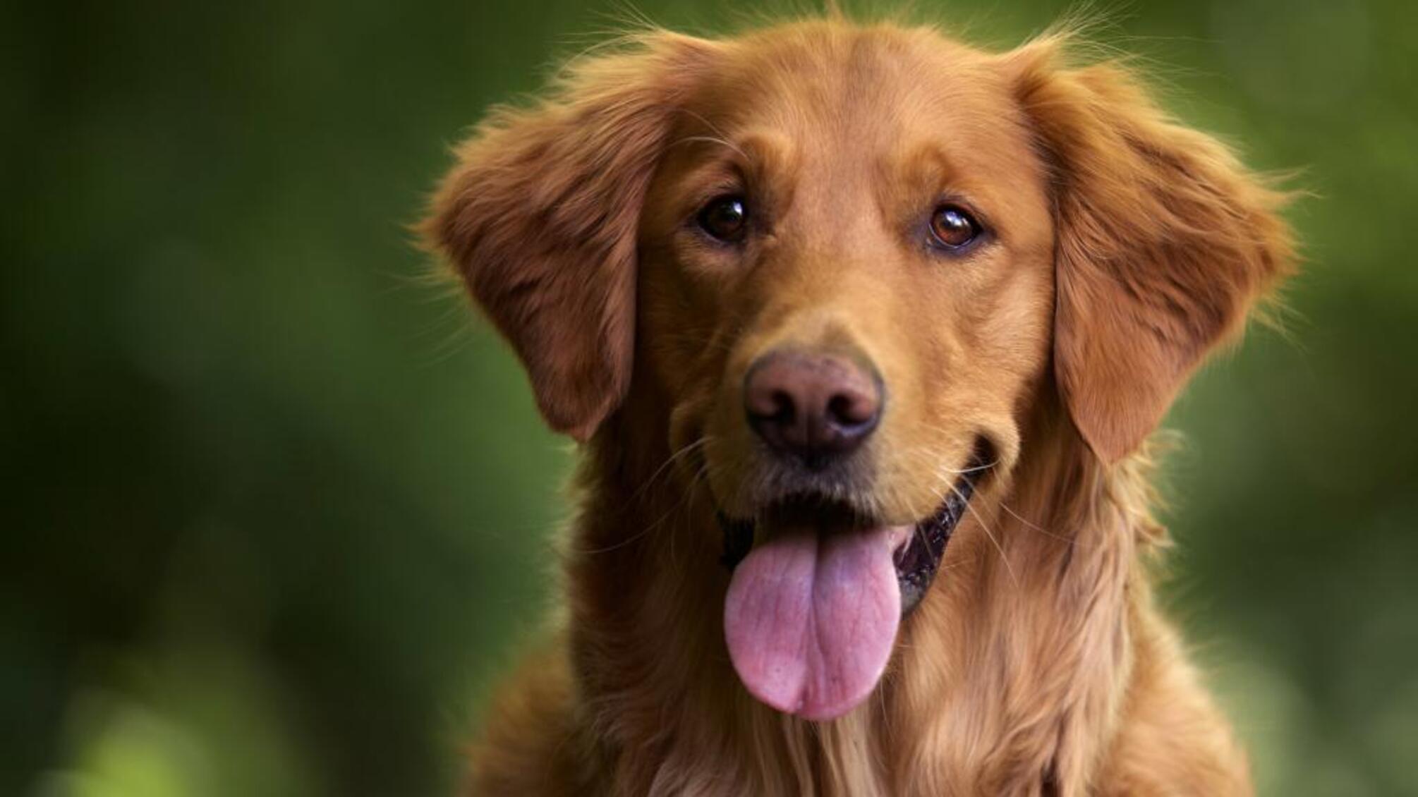 У Польщі заборонили тримати собак на ланцюгу: що змінилося