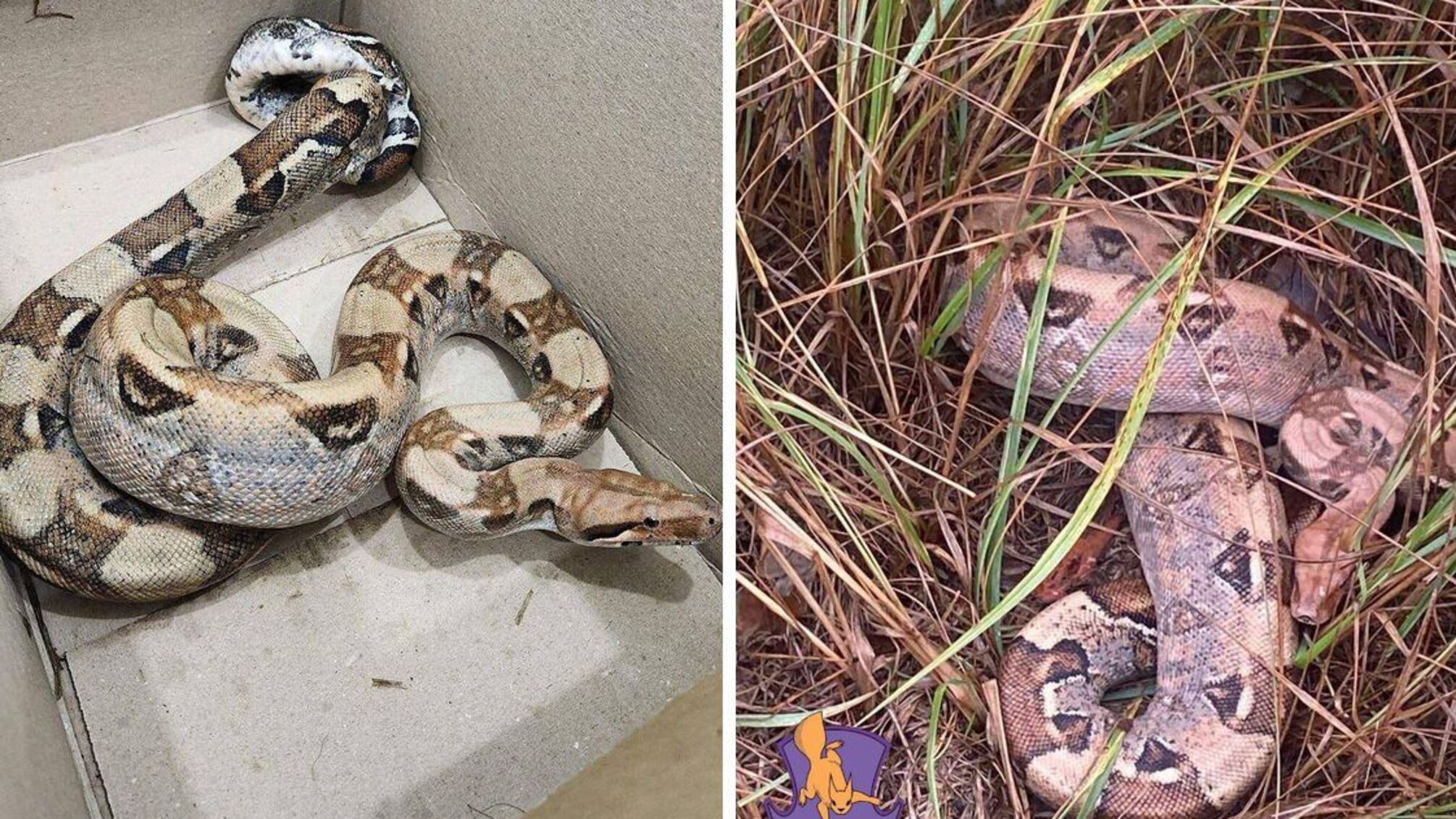 В Киевской области нашли покинутого питона: кто и зачем оставил змею в лесу