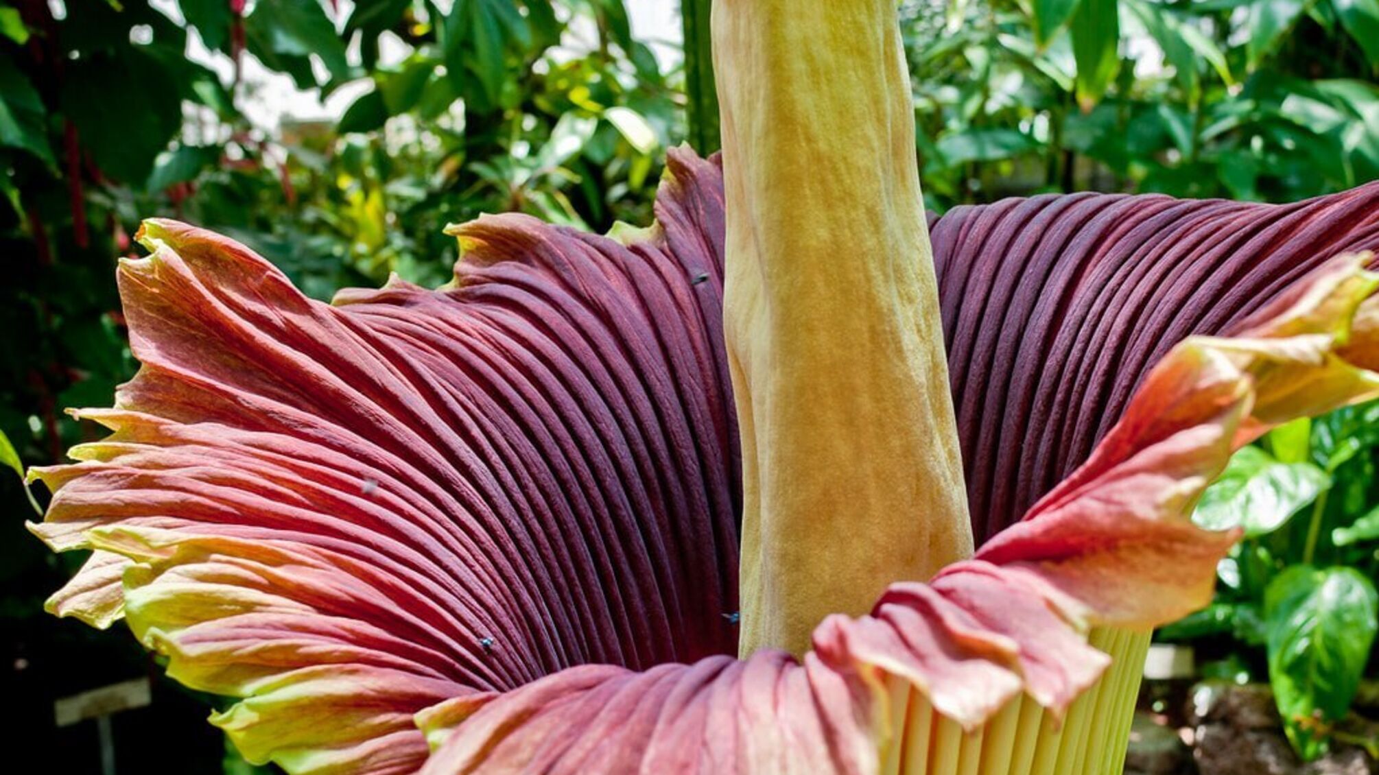 В Германии похитили самый вонючий цветок в мире из ботсада Дортмунда