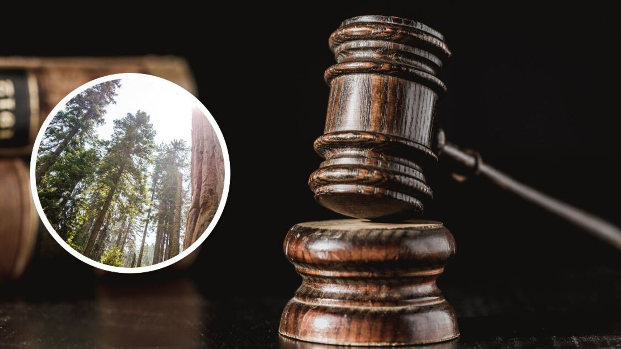 Незаконна вирубка у заповіднику