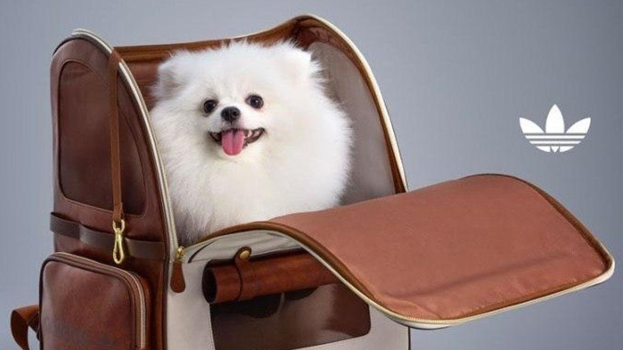 Теплые плащи и бомберы: Adidas запустил линейку для животных