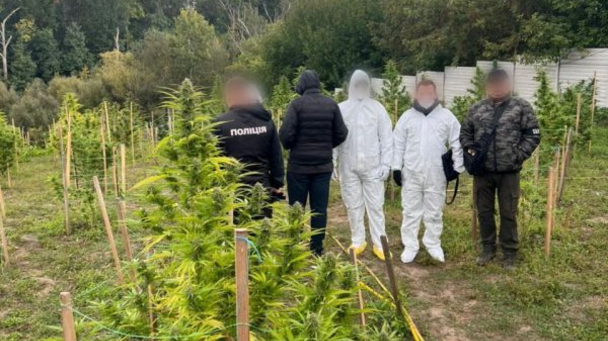 На Київщині викрили наркогрупу: вилучено конопель та канабісу на понад 15 мільйонів гривень