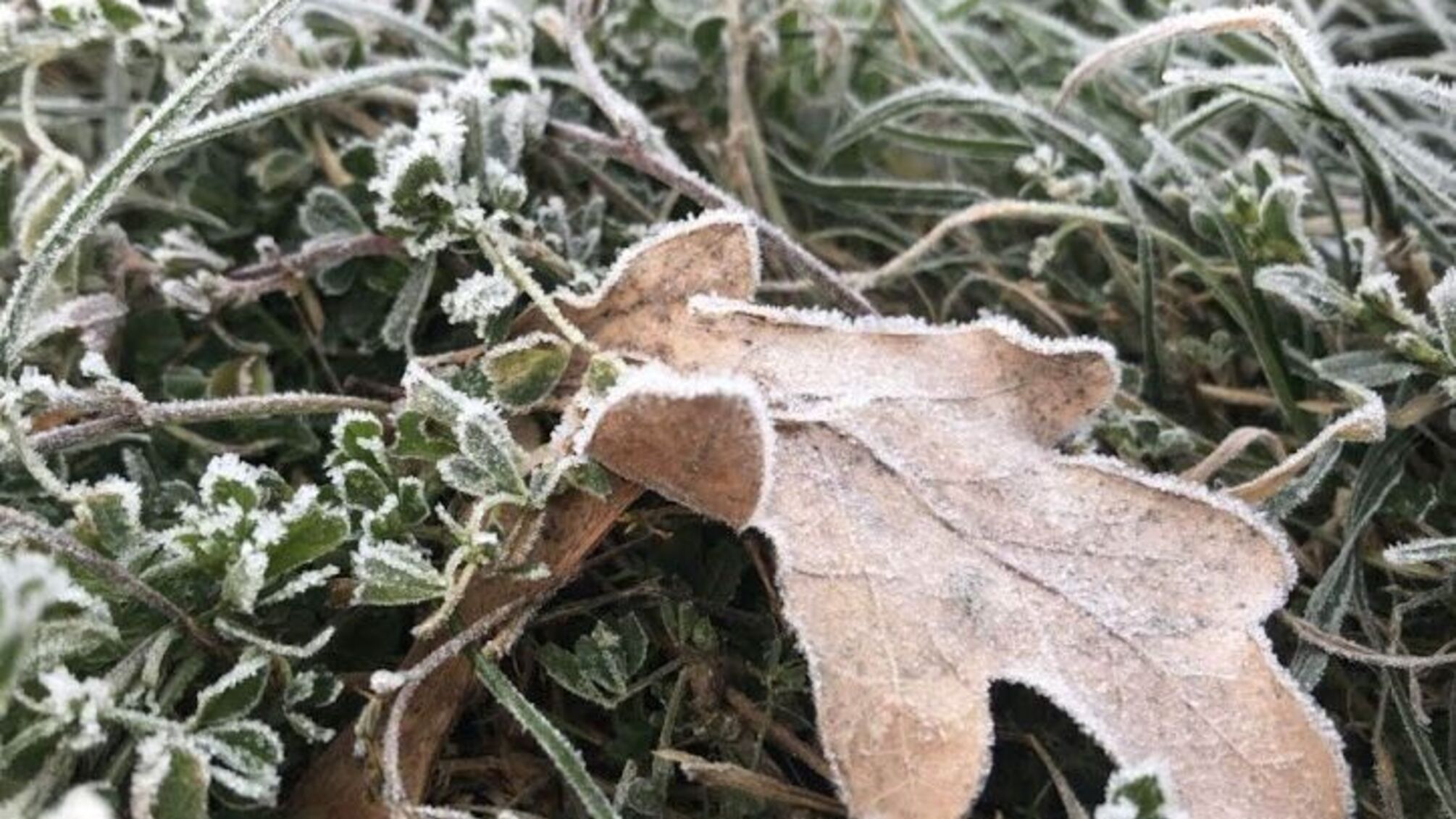 Заморозки до -5 °C: Диденко рассказала, где будет холоднее всего завтра