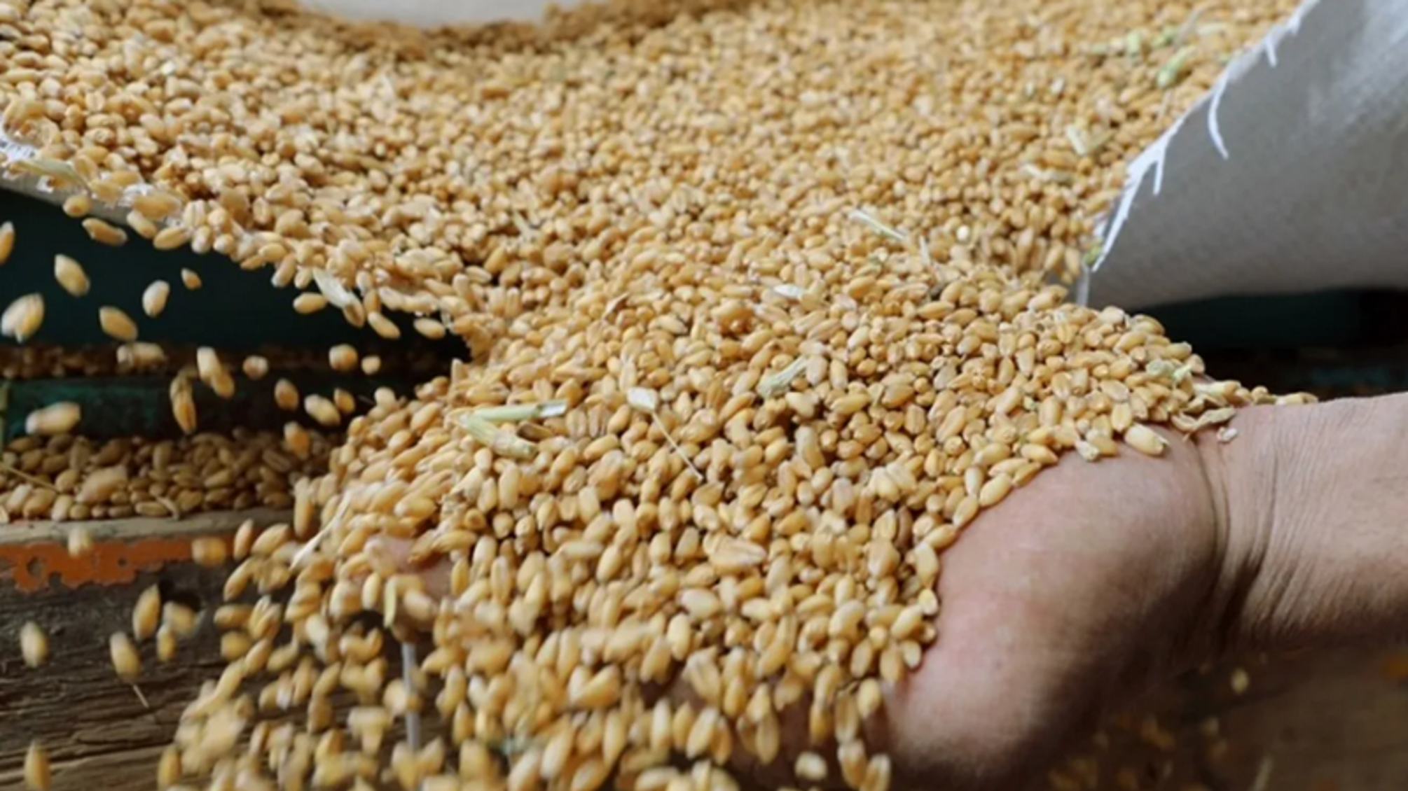 Найвигідніше спалювати, ніж продавати: у Литві фермери пропонують опалювальну пшеницю.