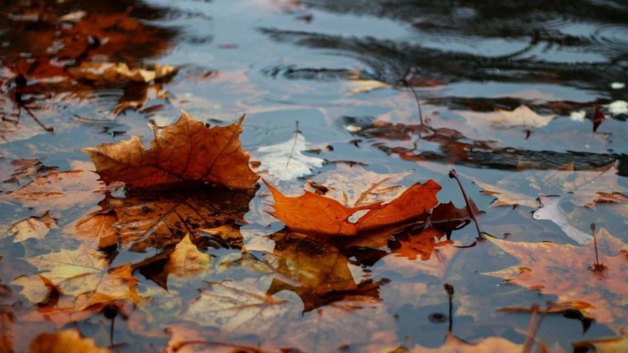 Дожди идут в Украину: какой будет погода 6 октября