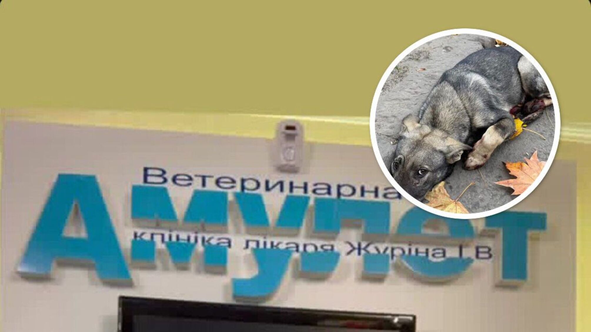 'Голос тих, кого не чують': у клініці 'Одеський Амулет' помер пес – ймовірно, це не поодинокий летальний випадок