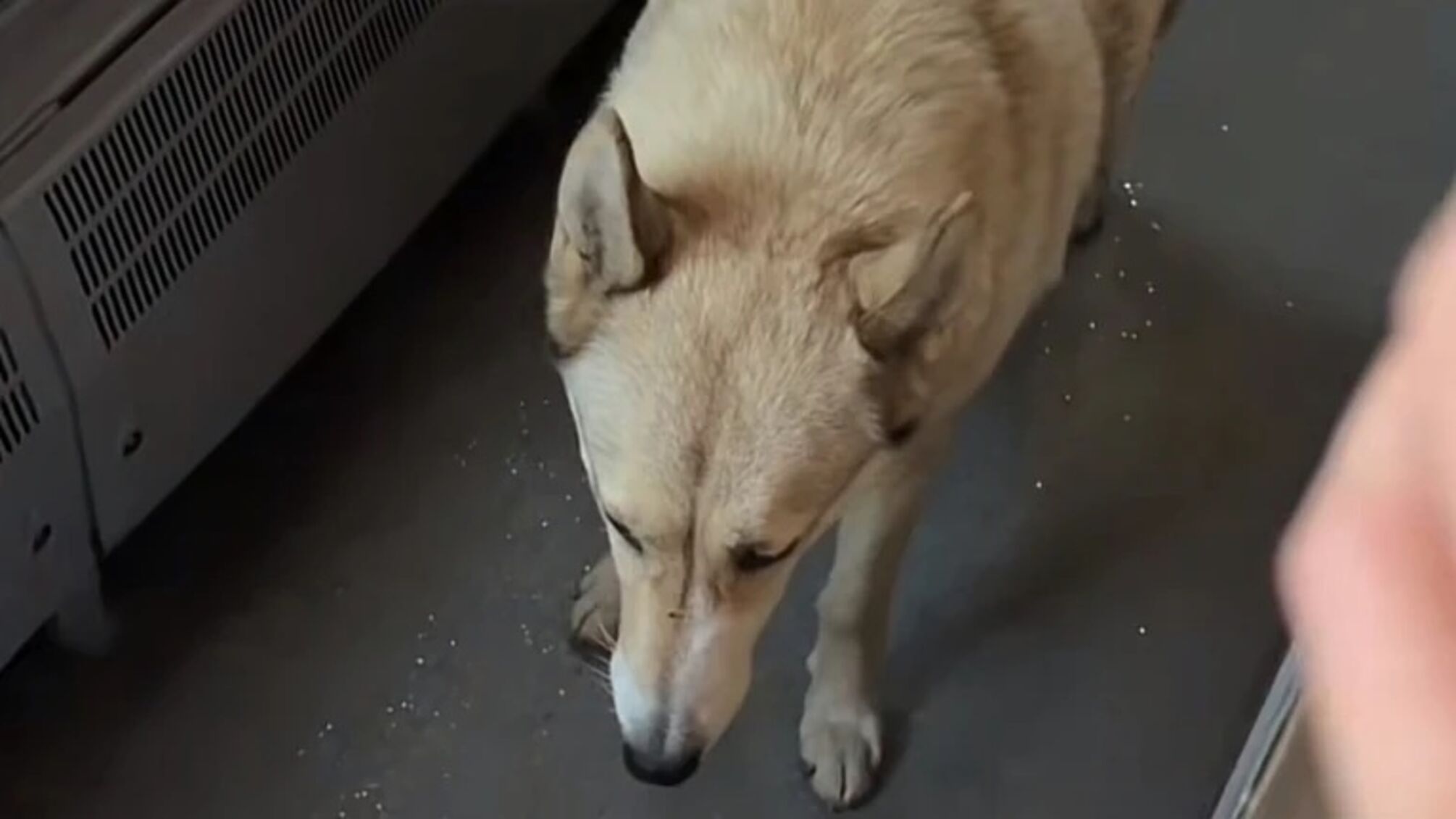 В Киевской области проверяют обстоятельства гибели животного в магазине