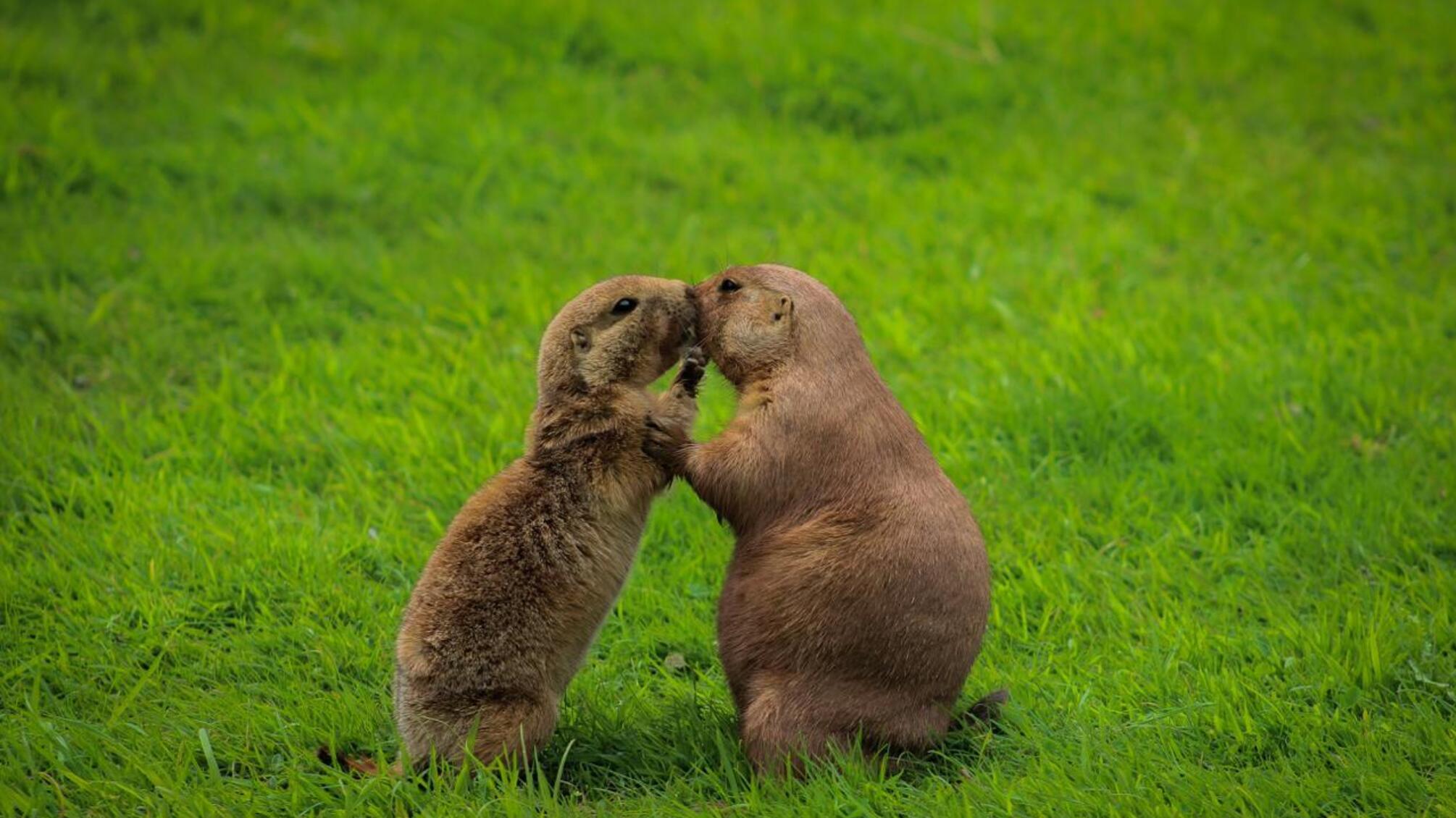 Вчені з'ясували, що перший поцілунок стався 21 млн. років тому.
