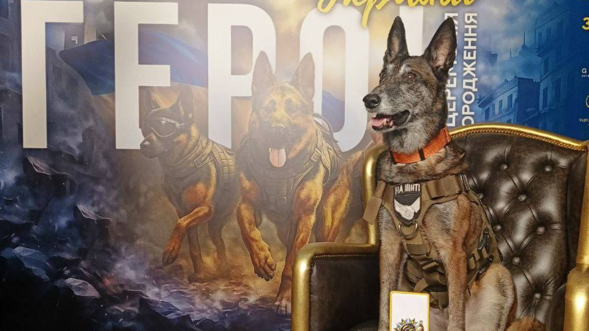 Нашла более 200 погибших: овчарка Спарки получила орден 'Собака-герой Украины'