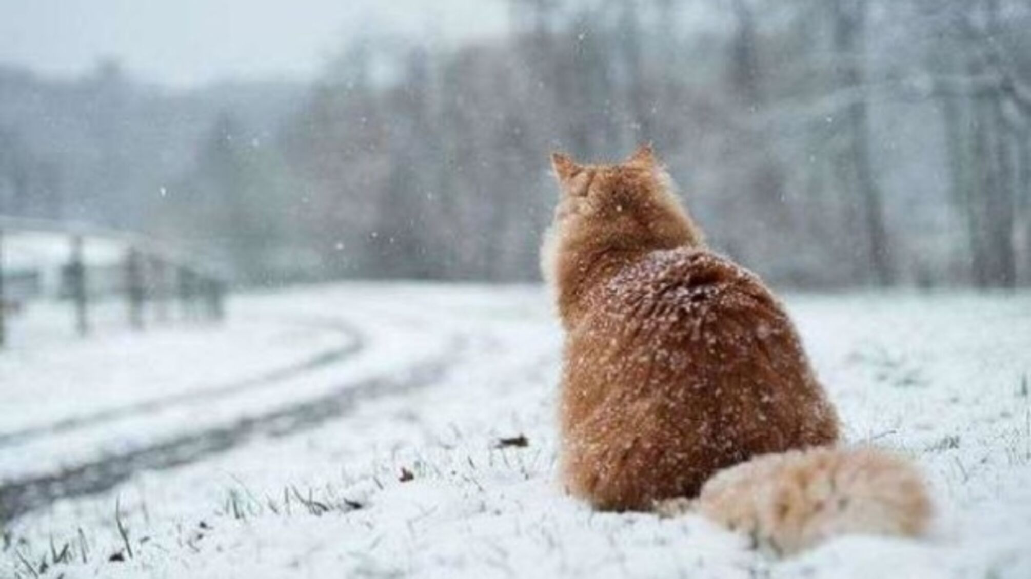 Морозы до -9° и гололедица: прогноз погоды на 30 декабря для Украины.