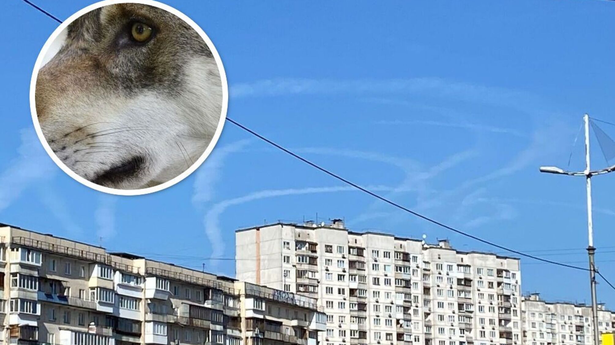 В Киеве женщина держала в квартире волка: животное напало на владелицу