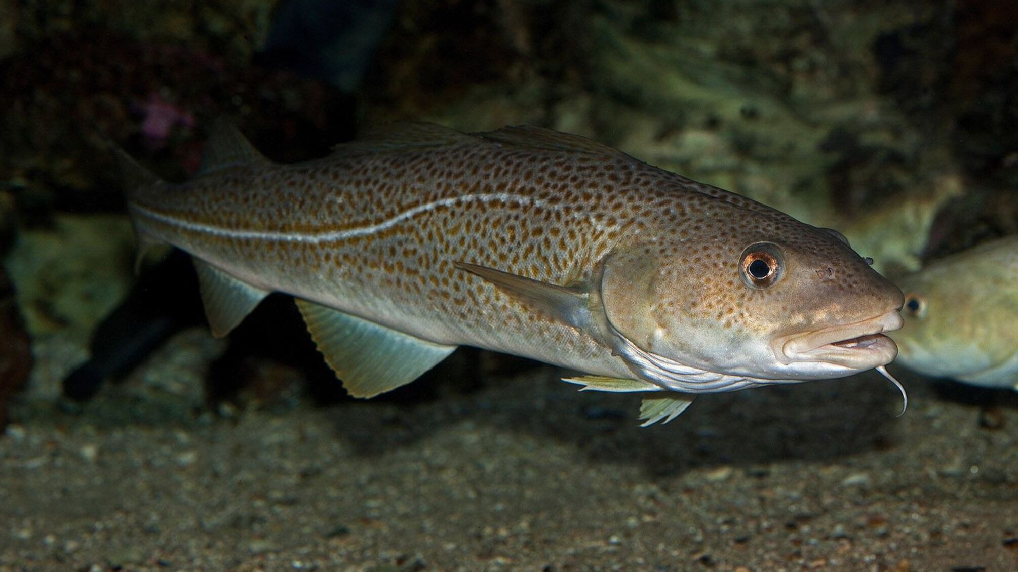 Риба на сотні мільйонів: як продукція з рф потрапляє в ЄС – Euractiv