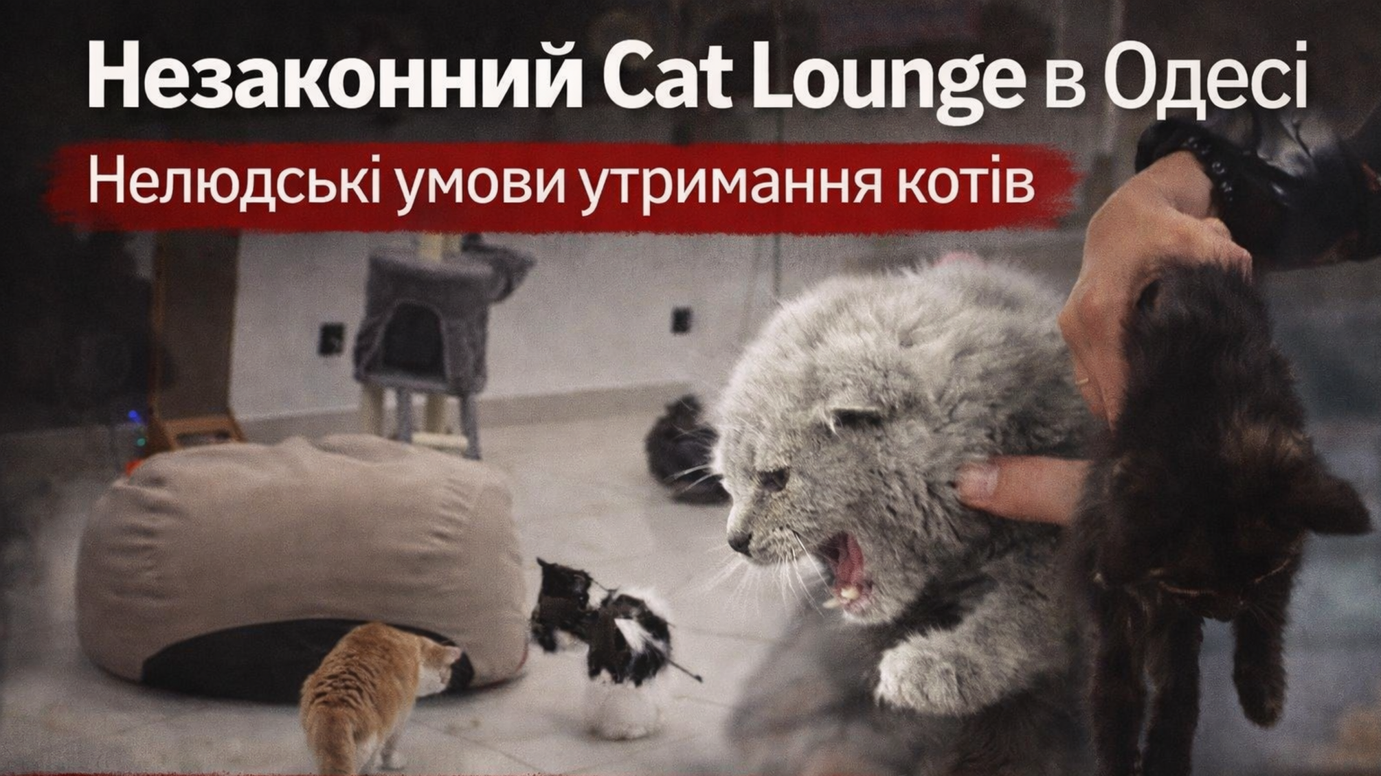 Заклад 'Cat lounge'. Незаконне утримання котів
