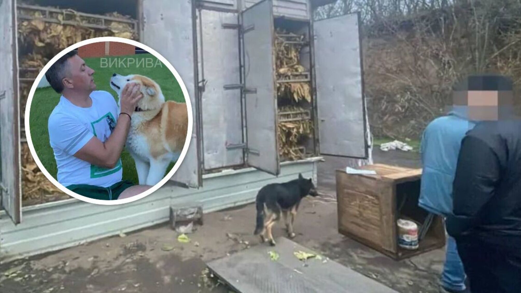 70 га плантаций: нардеп Лабазюк может быть причастен к теневому производству табака в Хмельницкой области, – Обличитель