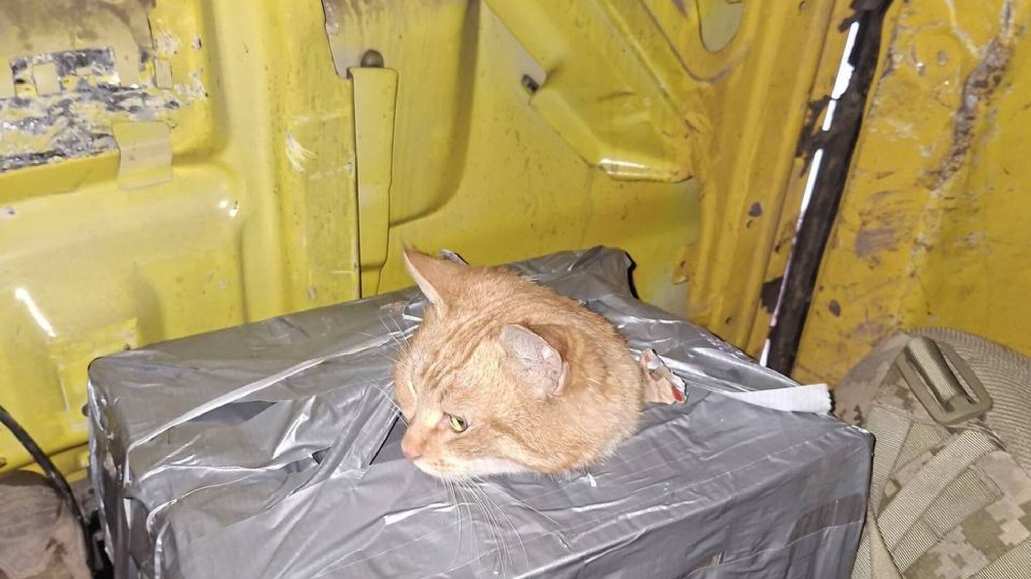 Військові пронесли кота 10 км, рятуючи його з-під вогню біля Костянтинівки
