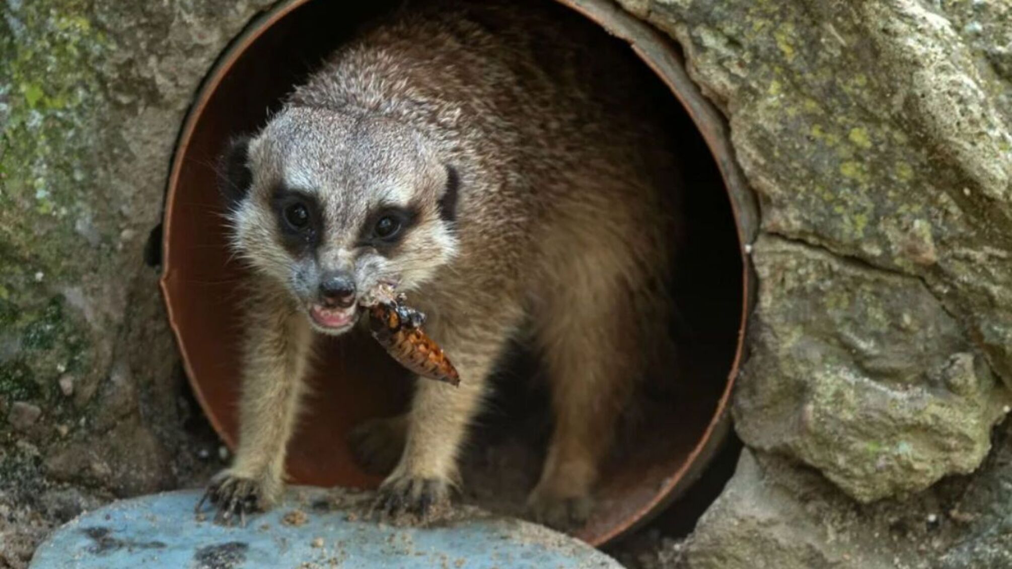 День святого Валентина у Польщі: зоопарк пропонує назвати таргана на честь колишнього та згодувати його тварині