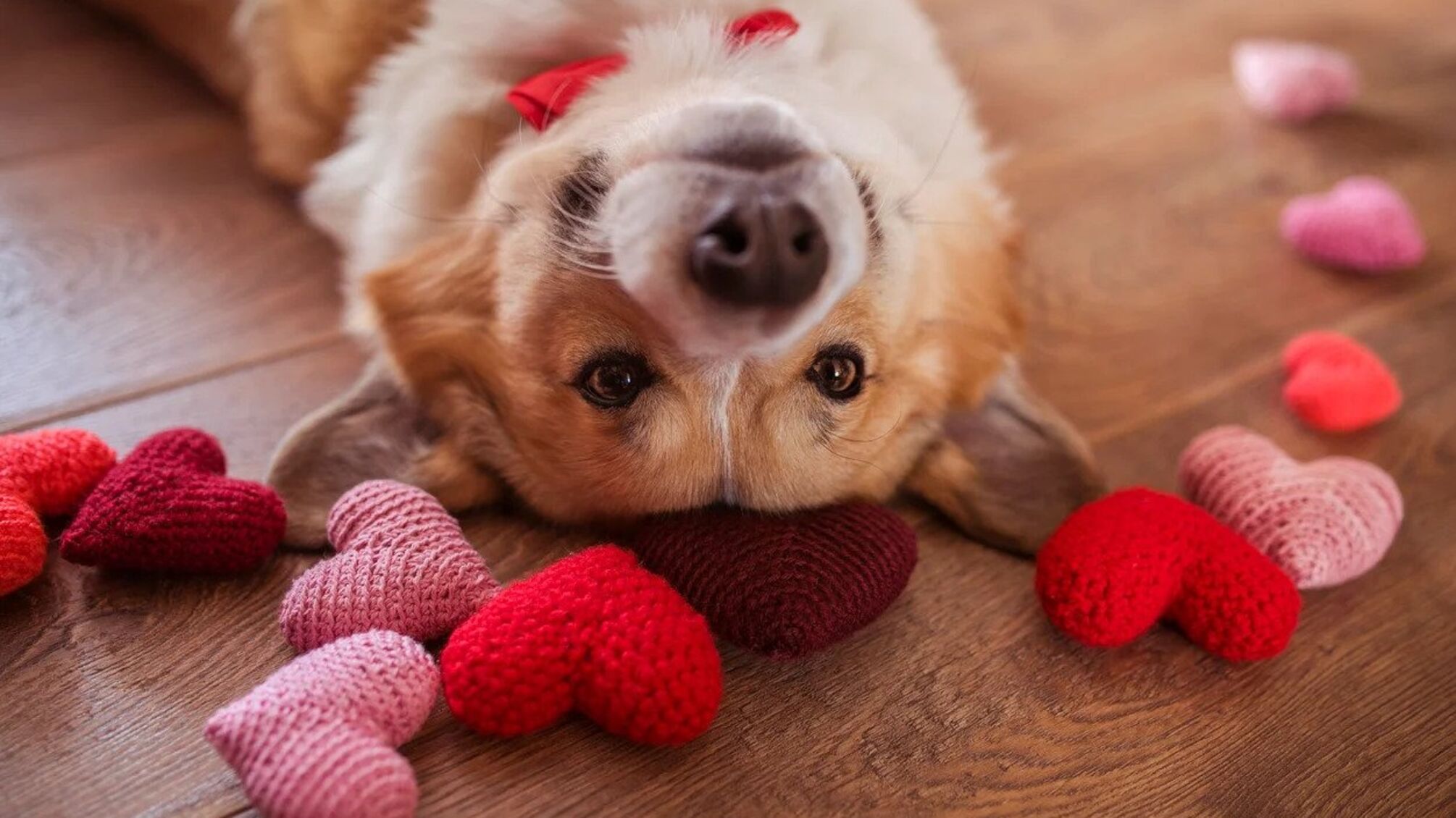 Як святкують День закоханих у світі: цікаві факти та традиції