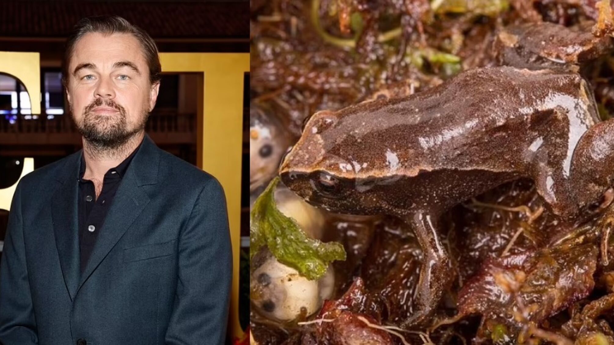 В Еквадорі відкрили сім нових видів жаб, одна з них носить ім'я Ді Капріо