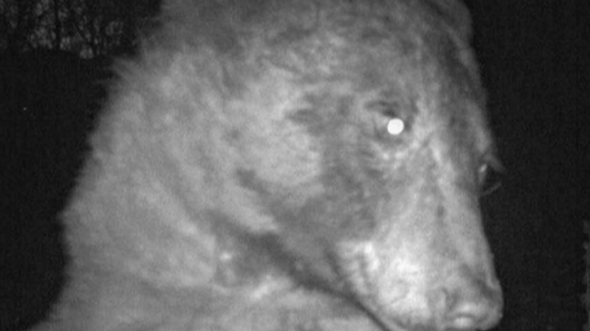 Медведь нашел фотокамеру и сделал 400 селфи за одну ночь